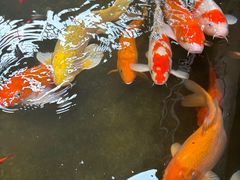 -南宫五洲植物乐园