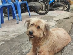 -瑞鹏宠物医院犬猫全科(真大分院)