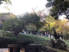 -南山植物园