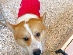 -J Create城市露营咖啡·简餐·宠物(上海动物园店)