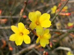 -大兴滨河森林公园