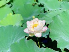 -陈家山荷花公园