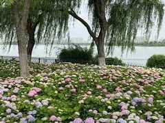 -金银湖国家城市湿地公园