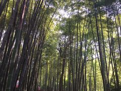 -杭州黄龙洞