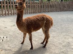 -上海野生动物园