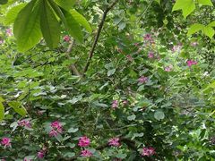 -火炉山森林公园
