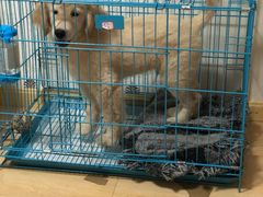 -翊宠yipet猫狗购宠庄园犬舍•猫舍