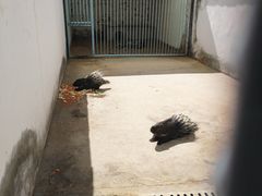 -罗布林卡