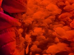 -太平洋海底世界