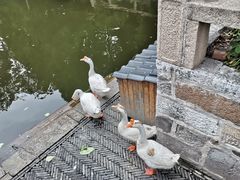 -苏州文庙(姑苏区)