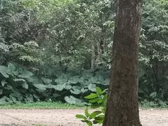 -海南热带野生动植物园