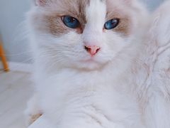 -喵的天空名猫咖啡馆·撸猫·猫舍·用品