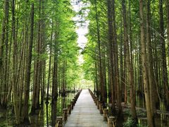 -桤木河湿地公园