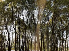 -贡湖湾湿地公园