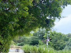 -广东惠东海龟国家级自然保护区