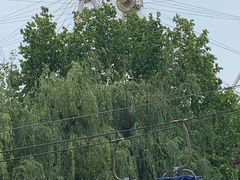-富斯特索道