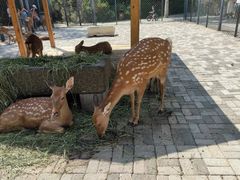 -长白岛森林公园