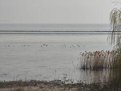 -合肥滨湖国家森林公园