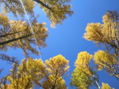 -塞罕坝国家级自然保护区