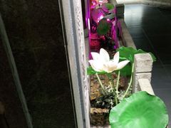 -韵秋荷(宝山龙湖天街店)