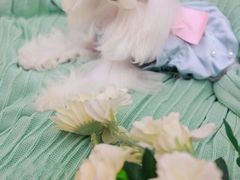 -萌宠之家·腊肠犬·马尔泰·小体犬舍