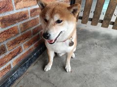 -柴犬高等学院·狗咖·柴犬售卖·宠物训练
