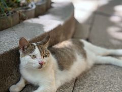 -西园寺素食(西园弄戒幢律寺店)