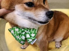 -逗柴咖啡屋·狗咖猫咖宠物桌游