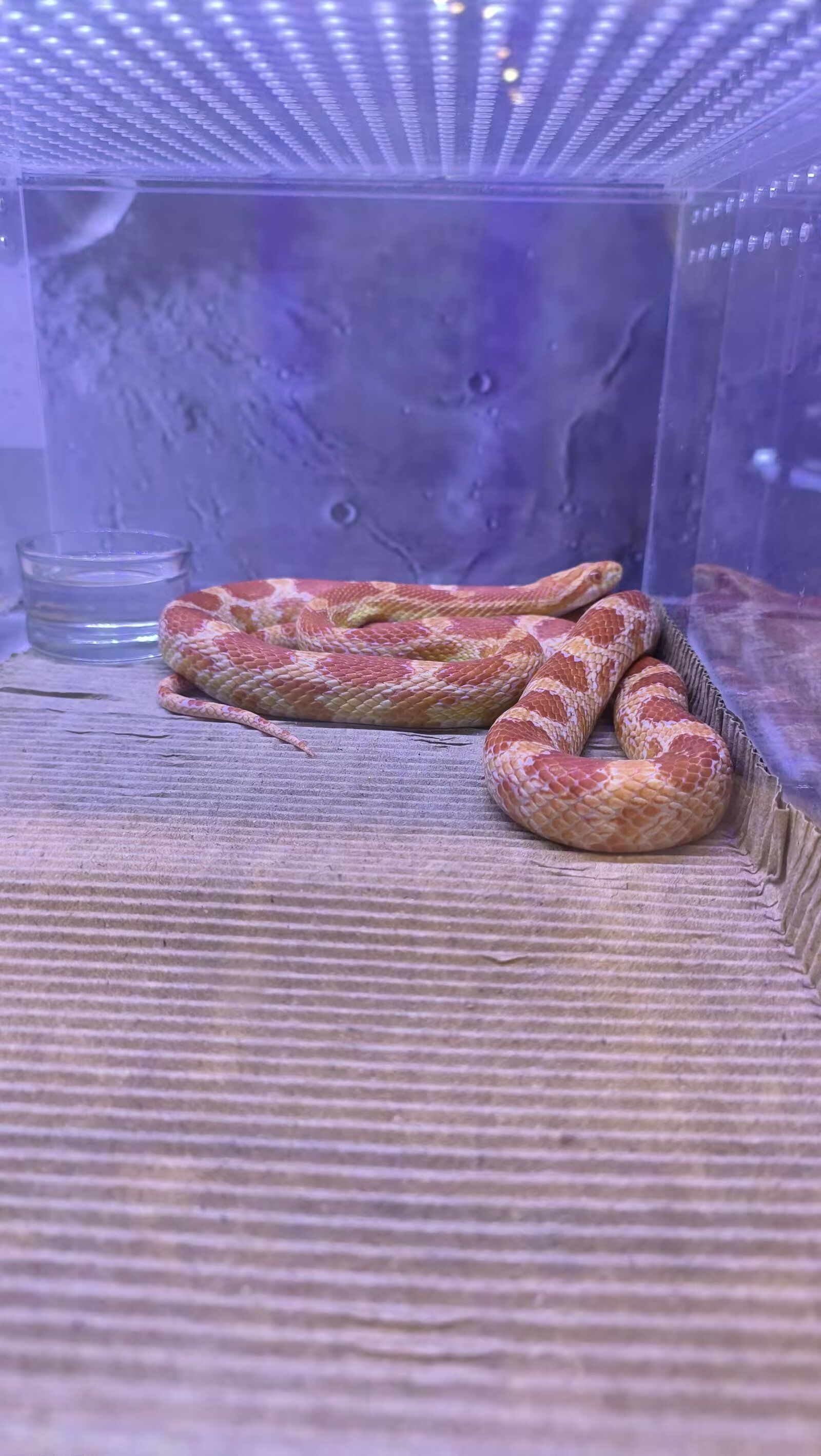 稀奇古怪的爬行宠物馆