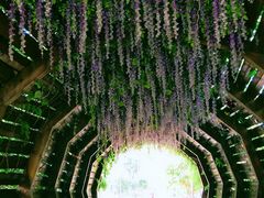 -合肥滨湖国家森林公园