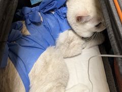 -美联众合动物医院·24h转诊中心