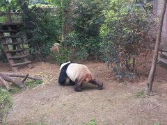 -成都动物园