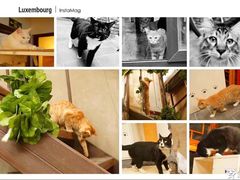 -猫小院猫主题咖啡厅(北锣店)