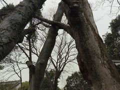 -秋霞圃