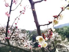 iphone_upload_pic-灵岩山风景区