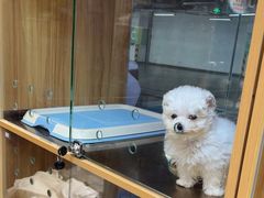 -FAELING PETS美天灵宠物(富力广场店)