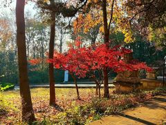-灵谷景区