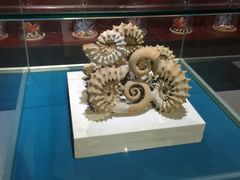 -青岛贝壳博物馆