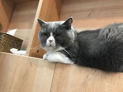 -是阿柴呀！柴犬咖啡·爱喵喵猫咖