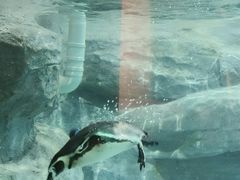 -合肥野生动物园