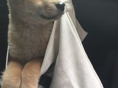 -芭比堂爱心动物医院·心脏科·犬猫内科(越城可乐分院)