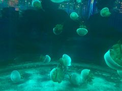 -石家庄海洋公园