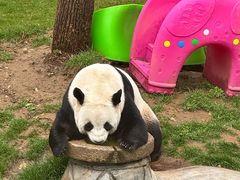 -栾川竹海野生动物园