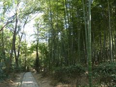 -上海佘山国家森林公园天马山园