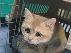 -博特宠物医院24h犬猫全科.骨科·异宠