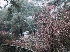 -南山植物园