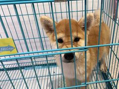 -1013 PET SHOP精品宠物商店(丁香店)