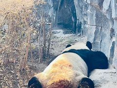 -五龙山野生动物王国