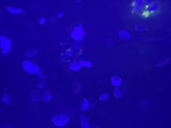 -江和美海洋公园