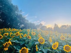 -长白岛森林公园